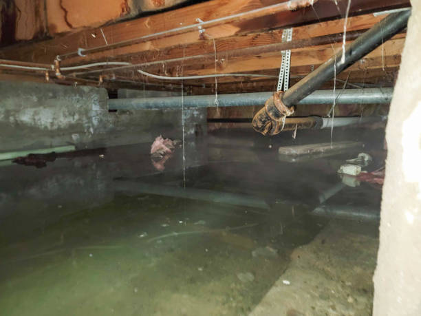 Best Carpet water damage restoration  in Lyman, WY