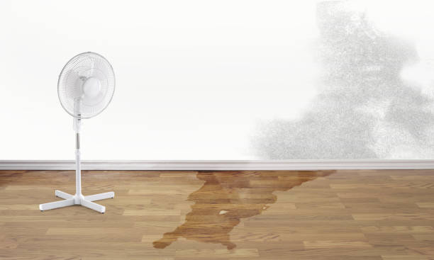 Best Basement water damage restoration  in Lyman, WY