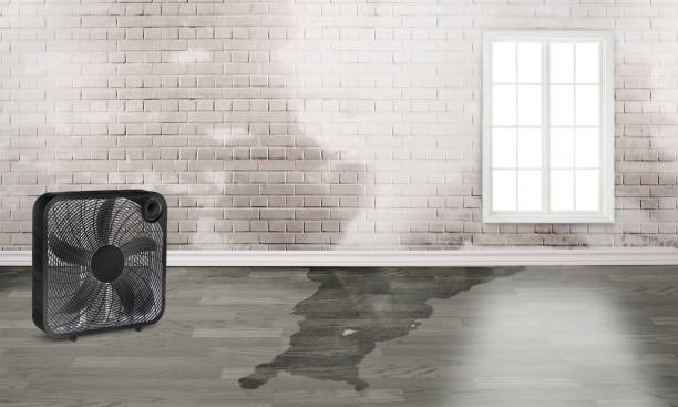 Best Water damage mitigation services  in Lyman, WY